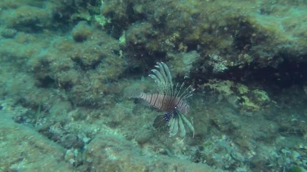 Devil Firefish Common Lionfish Pterois Miles Floats Rocks Mediterranean — Wideo stockowe