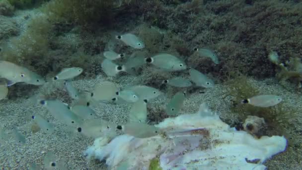 Cleaning Sea Large Numbers Young Annular Seabream Diplodus Annularis Utilize — Wideo stockowe