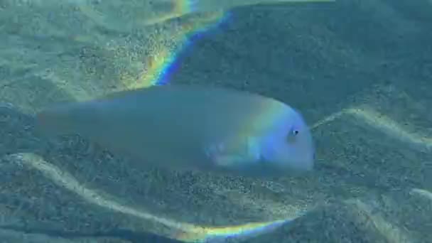 Cleaver Wrasse Pearly Razorfish Xyrichtys Novacula Searches Food Sandy Bottom — Stock video