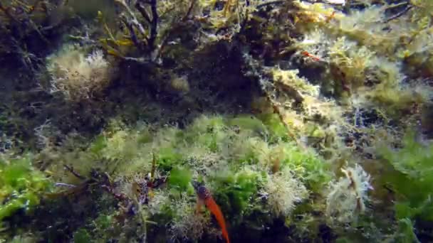 Underwater Scene Wrasse Searches Food Rock Overgrown Algae Bright Red — Vídeos de Stock