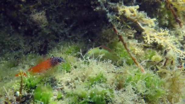 Underwater Scene Bright Red Male Black Faced Blenny Tripterygion Melanurum — Stock Video