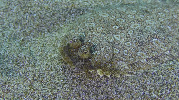 Geniş Gözlü Flounder Bothus Podas Kumlu Zeminde Uzanır Göz Hareketi — Stok video
