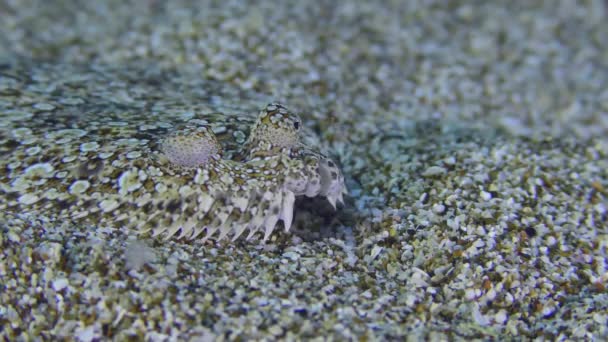 Wide Eyed Flounder Bothus Podas Lies Sandy Bottom Side View — Stockvideo