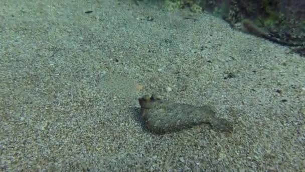 Larger Male Wide Eyed Flounder Bothus Podas Pursues Female Its — Αρχείο Βίντεο