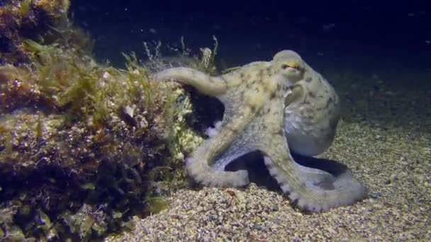 Underwater Scene Common Octopus Octopus Vulgaris Sits Bottom Clasping Rock — Stock Video