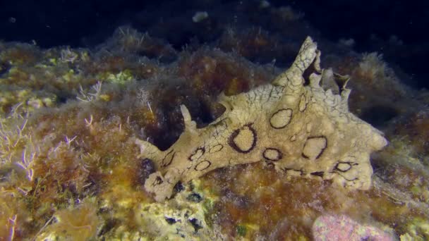 Undersea Scene Invasive Toxic Species Mediterranean Spotted Seahare Aplysia Dactylomela — Stockvideo