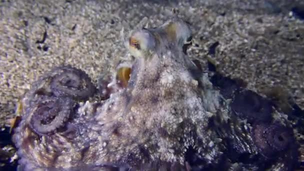Underwater Scene Camera Follows Common Octopus Octopus Vulgaris Which Slowly — Vídeos de Stock