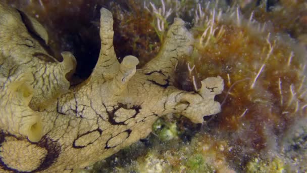 Underwater Scene Invasive Toxic Species Mediterranean Spotted Seahare Aplysia Dactylomela — Stockvideo