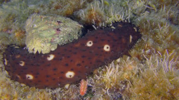 Undersea Life Two Crawling Species One Shot Variable Sea Cucumber — Vídeo de stock
