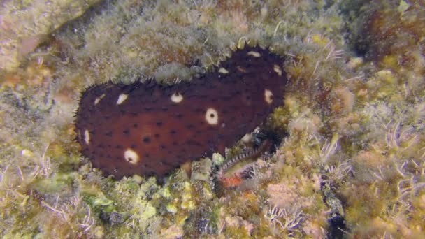 Two Crawling Species One Shot Variable Sea Cucumber Holothuria Sanctori — Vídeo de stock