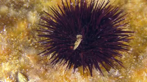 Marine Life Purple Sea Urchin Paracentrotus Lividus Slowly Creeps Seabed — Αρχείο Βίντεο