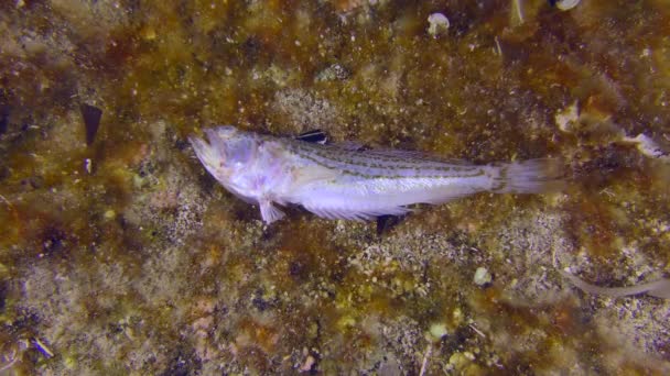 海底シーン 海底で死んだ魚は多くの動物の餌となり 海洋生物と考えられている — ストック動画