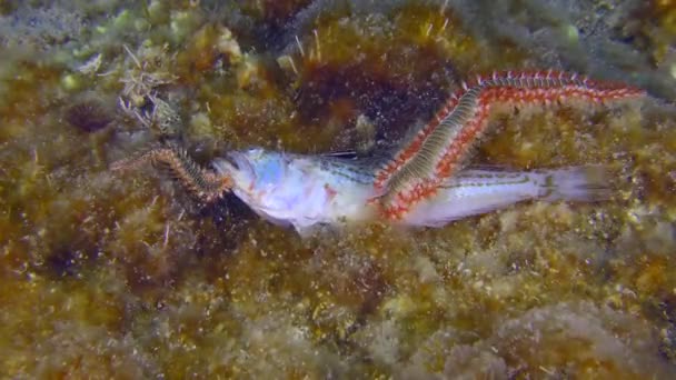 Undersea Scene Many Large Toxic Bearded Fireworms Hermodice Carunculata Have — Stok video