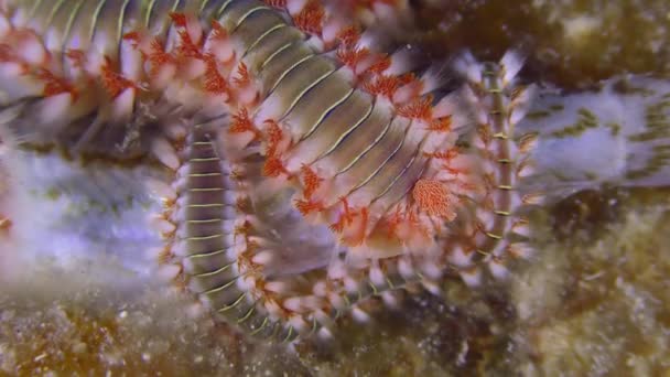 Marine Life Many Bearded Fireworms Hermodice Carunculata Have Gathered Body — Stok video