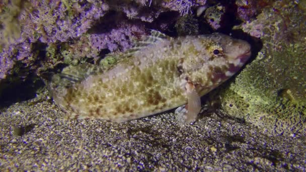 Mediterranean Parrotfish European Parrotfish Sparisoma Cretense Inactive Night Acquires Specific — Stok video
