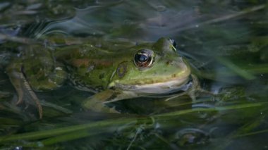 Green Marsh frog or Eurasian marsh frog (Pelophylax ridibundus) half submerged amid water surface distortions caused by surface tension film.