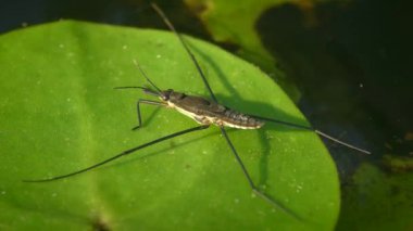 Bir su bitkisinin yaprağı üzerinde yaygın gölet patencisi veya yaygın su yürüyüşçüsü (Gerris lacustris), yan görüş, süper makro.