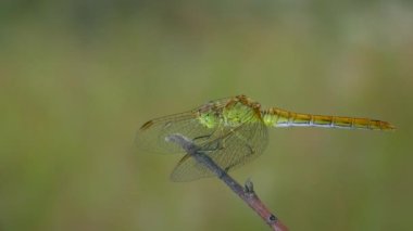 Yellow Vagrant darter (Sympetrum vulgatum) sits on a branch and poops, close-up.