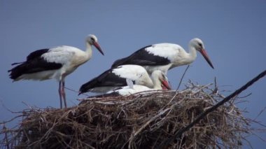 Beyaz leylek ya da Avrupa beyaz leyleği (Ciconia ciconia) dört kuş yuvası, rüzgarlı hava.