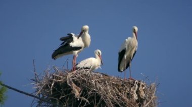 Nest of White Stork or European white stork (Ciconia ciconia) containing three birds, one of them cleaning feathers.