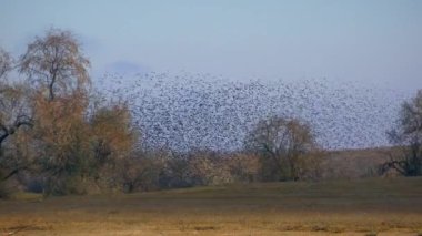 Dev sığırcık sürüsü (Sturnus vulgaris) havada hızlı ve dalgalı bir karanlık akıntı olarak dönüşür..