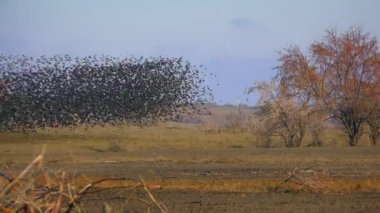 When a giant flock of Common starling (Sturnus vulgaris) rises in the air, the sky darkens for a while.