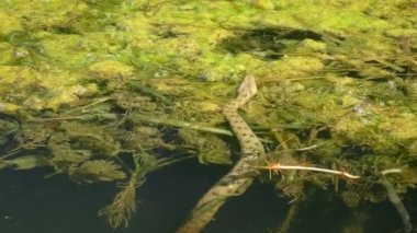 Dice Snake (Natrix tessellata) slowly creeps out onto an islet of floating aquatic plants, close-up.