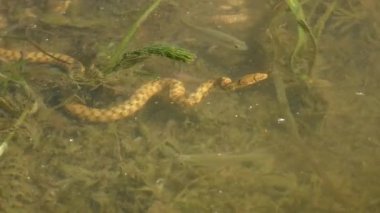 Dice Snake (Natrix tessellata) balık avlamaya çalışır: bedeni bir yay gibi keskin bir şekilde bükülür, berrak suyun içinden görür.