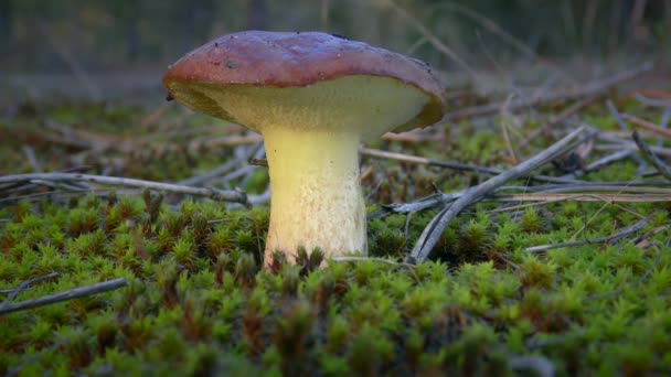 Young Slippery Jack Mushroom Sticky Bun Suillus Luteus Background Green — Stockvideo