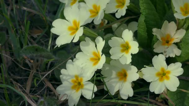 Flowers Primrose Common Primrose Primula Vulgaris Background Forest Floor Slow — 비디오