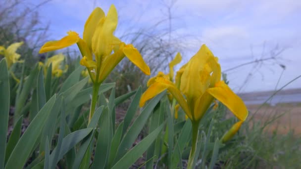 Два Оранжево Желтых Цветка Карликовая Радужка Iris Pumila Фоне Травянистого — стоковое видео