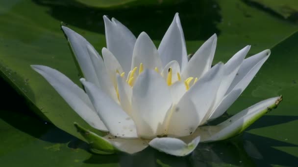 Wide Open Flower White Water Lily European White Water Lily — Stok video