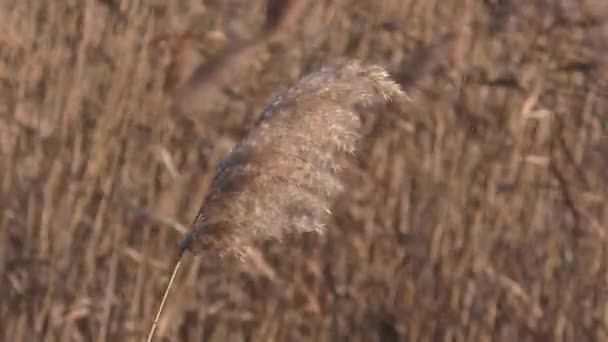 Raceme Mature Seeds Common Reed Phragmites Australis Sways Wind Background — Wideo stockowe