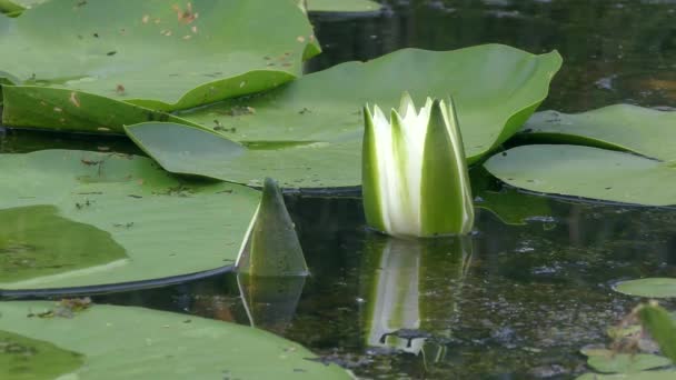 Slightly Open Buds White Water Lily European White Water Lily — Video