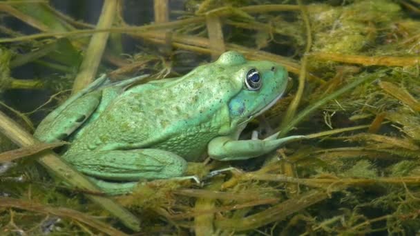 Edible Frog Pelophylax Esculentus Rare Color Green Metallic Sways Floating — Vídeo de stock