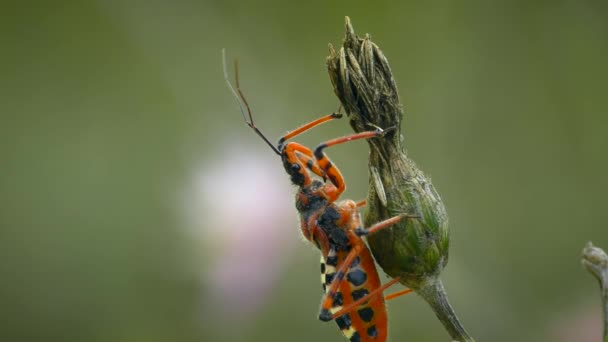 Predatory Red Assassin Bug Rhynocoris Iracundus Dry Flower Side View — Stock Video