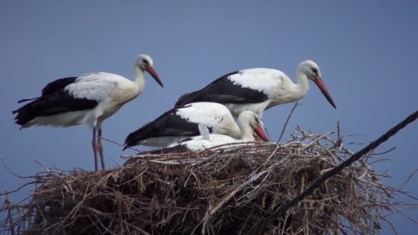 White Stork European White Stork Ciconia Ciconia Nest Four Birds — 图库视频影像