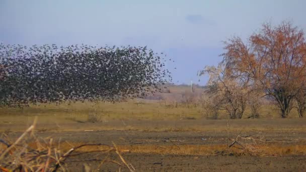 Giant Flock Common Starling Sturnus Vulgaris Rises Air Sky Darkens — Vídeo de Stock