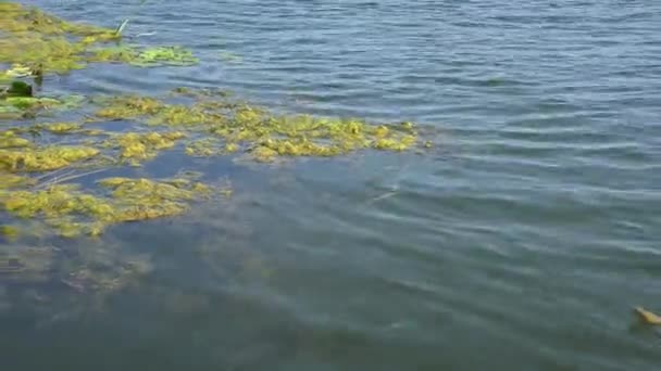 Dice Snake Natrix Tessellata Swims Climbs Out Rest Floating Aquatic — Vídeo de stock