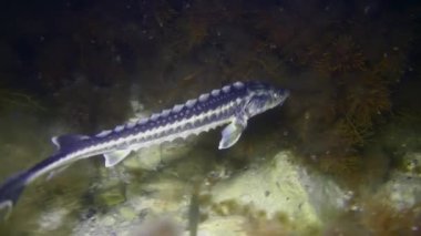 Caspian sturgeon (Acipenser gueldenstaedtii) swims slowly over a bottom covered with brown algae, then slowly swims out of the frame, close-up.
