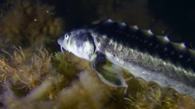 The camera follows a Azov-Black sea sturgeon or Russian sturgeon (Acipenser gueldenstaedtii) as it swims over a rocky bottom covered with algae, close-up.