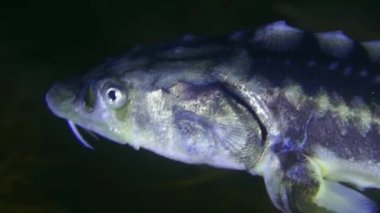 Russian sturgeon or Danube sturgeon (Acipenser gueldenstaedtii) swims against an algae-covered bottom, then leaves the frame, close-up, portrait, detail.