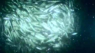Fish inside a commercial fishing net: the net rises to the surface, the anchovies inside rub against each other so much that they lose their scales, forming a translucent cloud around the net, medium shot.