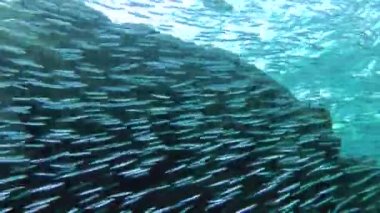 A large school of small fish Hardyhead Silverside (Atherinomorus lacunosus) sharply changes the speed and direction of its movement.