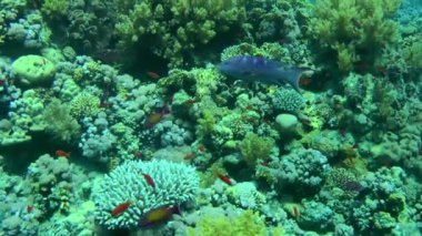 The Lyretail Grouper (Variola louti) swims slowly along a vibrant colorful coral reef, wide shot.