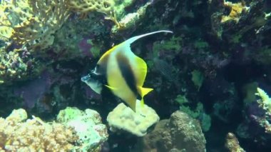 Red Sea Bannerfish (Heniochus intermedius) slowly swims against the backdrop of a picturesque coral reef, close-up.