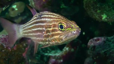 Marine life: Tiger cardinal or Dogtooth cardinalfish (Cheilodipterus arabicus). This small fish, usually hiding in the crevices of the coral reef, has awesome teeth, close-up.