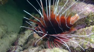 A dark red Radial firefish or Clearfin lionfish (Pterois radiata) lies on a rock, slowly moving its fins, close-up.