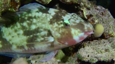 Candelamoa parrotfish (Hipposcarus harid) finds shelter near a coral bush at night, the color turns pale and the fish hibernates, close-up.