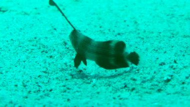 The long ray of the dorsal fin in young Pearly razorfish (Xyrichtys novacula) greatly distorts the silhouette of the fish and serves as a good camouflage tool, close-up.